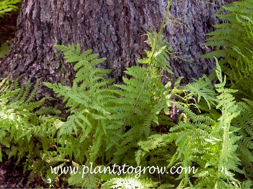 Northern Marsh Fern (Thelypteris palustris)